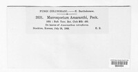Image of Alternaria amaranthi